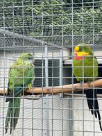 Koppel Barraband. Ovj, Dieren en Toebehoren, Meerdere dieren, Parkiet
