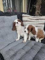 Cavalier king charles spaniel pupjes, CDV (hondenziekte), 8 tot 15 weken, Meerdere dieren, Eén hond