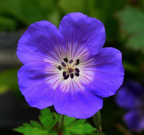 Rijkbloeiende supermooie Geranium Rozanne, Tuin en Terras, Planten | Tuinplanten, Vaste plant, Overige soorten, Volle zon, Zomer