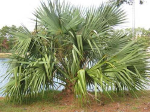 10 x Sabal mexicana palmboom zaden, Tuin en Terras, Bloembollen en Zaden, Zaad, Gehele jaar, Ophalen