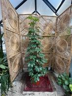 Schefflera compacta 170cm
