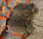 NOODOPROEP! Gezocht (pleeg)moederpoes!, Geslacht onbekend, Kortharig, 0 tot 2 jaar