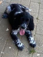 engelse cocker pups, België, Rabiës (hondsdolheid), Reu, 8 tot 15 weken