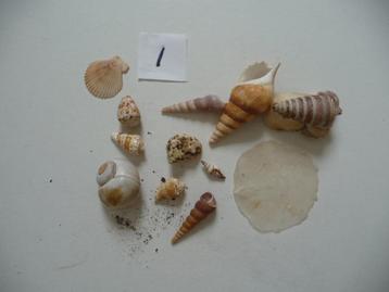 Verschillende zakjes schelpen. beschikbaar voor biedingen