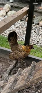 Serama kip, Dieren en Toebehoren, Kip