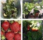 Zoete bio aardbeienplantjes stekjes eigen oogst winterhard, Volle zon, Vaste plant, Ophalen of Verzenden, Zomer
