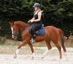 Mega chique, brave en leuke allround sportpony!!, Dieren en Toebehoren, Pony's, Merrie, B, Gechipt, Springpony