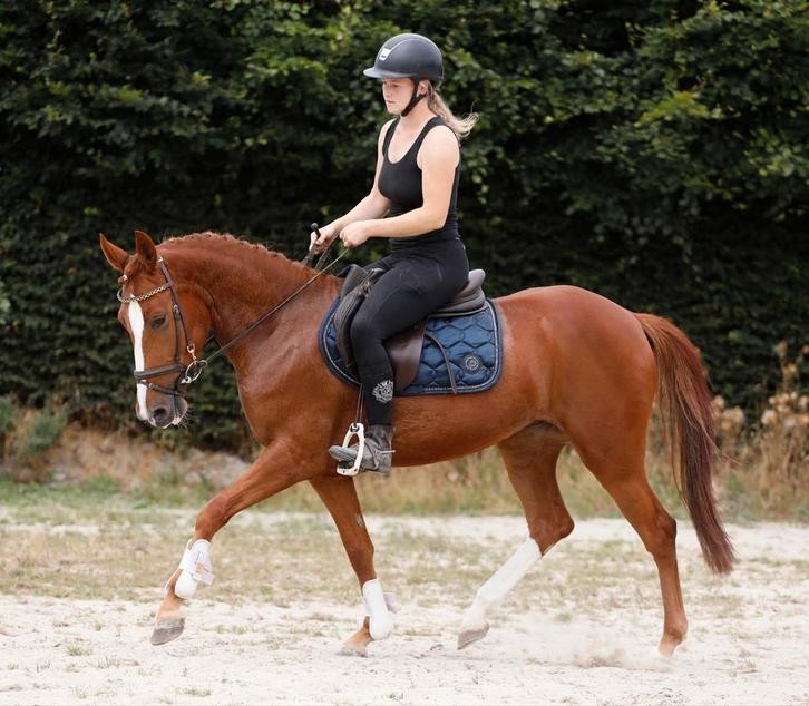 Mega chique, brave en leuke allround sportpony!!, Dieren en Toebehoren, Pony's, Merrie, B, D pony (1.37m tot 1.48m), Springpony