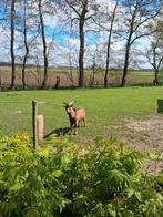 Gratis. Gecastreerde geitenbok 28-4-21. UBN geregistreerd., Dieren en Toebehoren, Schapen, Geiten en Varkens, Mannelijk, Geit