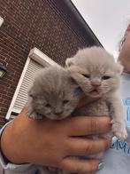 Britse korthaar raszuivere kittens vader kampioens kater, Dieren en Toebehoren, Katten en Kittens | Raskatten | Langhaar, Meerdere dieren