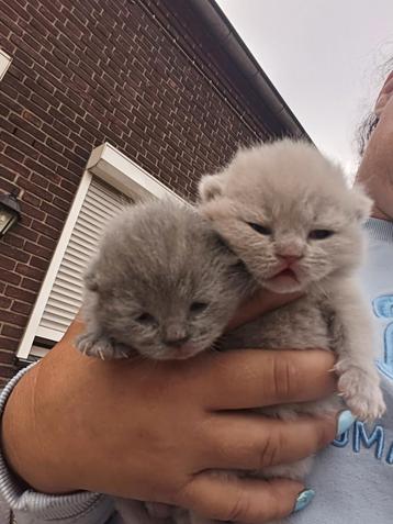 Britse korthaar raszuivere kittens vader kampioens kater  beschikbaar voor biedingen