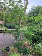 Acacia boompje, Tuin en Terras, Ophalen, Halfschaduw, Overige soorten, 250 tot 400 cm