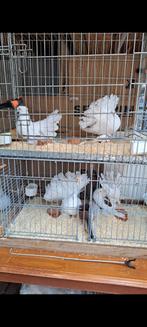 Koppel indiase pauwstaart, Dieren en Toebehoren