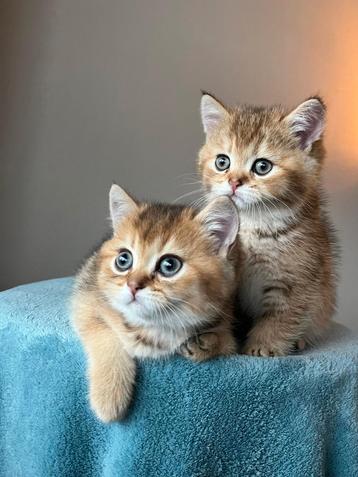 Brits/Britse korthaar kittens jongen en meisje met stamboom  beschikbaar voor biedingen