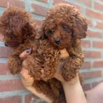 Toy poedel poodle, Dieren en Toebehoren, Honden | Chihuahua's en Gezelschapshonden, Poedel, Rabiës (hondsdolheid), 8 tot 15 weken