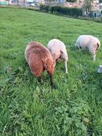 Super luxe rammen, Dieren en Toebehoren, Schapen, Geiten en Varkens, Mannelijk, Schaap