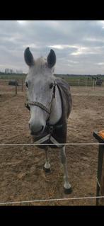 Weidemaatje/coachpaard/Pensioenplek, Dieren en Toebehoren, Stalling en Weidegang