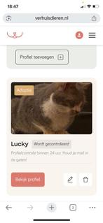 Huisje gezocht voor lucky, Dieren en Toebehoren, Kater, Kortharig, 3 tot 5 jaar