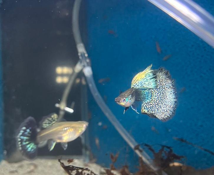 Prachtige Serian Dragon Guppen Raszuiver!, Dieren en Toebehoren, Vissen | Aquariumvissen, Vis