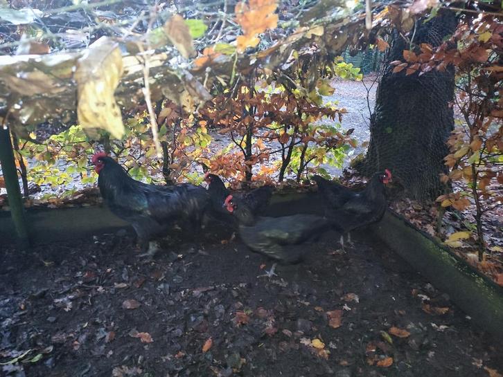 Broedeieren Australorp zwart groot ras, Dieren en Toebehoren, Pluimvee, Kip, Geslacht onbekend