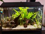 Compleet aquarium 60x40x30, Vis, Zoetwatervis