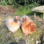 Cochin kriel krulveer hennen, Dieren en Toebehoren, Vrouwelijk, Kip