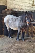❗️SPOED❗️GEZOCHT een plekje voor myn shet (ruin) van 22 jaar, Dieren en Toebehoren, Weidegang