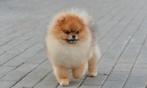 Pomeranian dekreu pomeriaan dekrue 16cm, Rabiës (hondsdolheid), 1 tot 2 jaar, Eén hond, Nederland