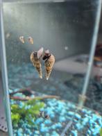 Malaysische trompetslakken, Kreeft, Krab of Garnaal