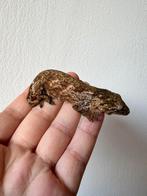 0.1 Leachianus gekko, Dieren en Toebehoren, Reptielen en Amfibieën, Hagedis, Tam, 0 tot 2 jaar