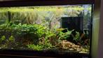 Aquarium met pomp en vissen., Dieren en Toebehoren, Ophalen, Zo goed als nieuw, Gevuld zoetwateraquarium