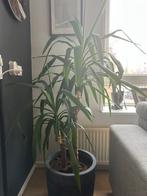 Yuka Elephantipes, In pot, Yucca, 150 tot 200 cm, Groene kamerplant