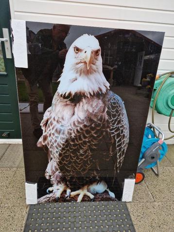 Grote Visarend van ontspiegeld glazenruit poster (+vogels). beschikbaar voor biedingen