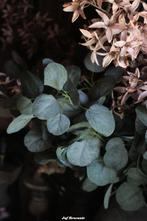 Lange tak eucalyptus (kunst) met vol blad, zijdebloemen, Nieuw, Ophalen of Verzenden, Info@jufbrocante.nl, Info@jufbrocante.nl