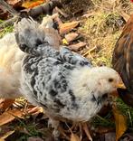Goed huis gezocht voor Faverolle haantje, Dieren en Toebehoren, Pluimvee, Mannelijk, Kip