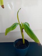 Stekken van de bananenplant, Ophalen of Verzenden, Halfschaduw, Minder dan 100 cm