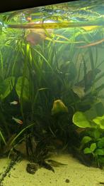 AQUARIUM, VISSEN ÉN PLANTEN!, Dieren en Toebehoren, Vissen | Aquariumvissen, Vis, Zoetwatervis