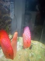 Discussen man en vrouw van stenkler, Vis, Zoetwatervis, Schoolvis