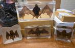 Prachtige grote opgezette vleermuizen taxidermie rariteiten