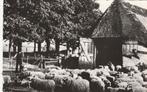 ede- schaapskooi, Ophalen of Verzenden, 1940 tot 1960, Gelderland