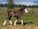 Tinker / Irish Cob hengst veulen, Dieren en Toebehoren, Hengst, 0 tot 2 jaar