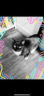 Kat te koop, Dieren en Toebehoren, Katten en Kittens | Overige Katten, Poes