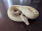 Python regius - Banana Fire het Piebald Poss. Yellow Belly, Dieren en Toebehoren, Reptielen en Amfibieën, Slang