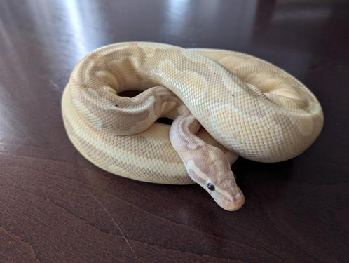 Python regius - Banana Fire het Piebald Poss. Yellow Belly, Dieren en Toebehoren, Reptielen en Amfibieën, Slang