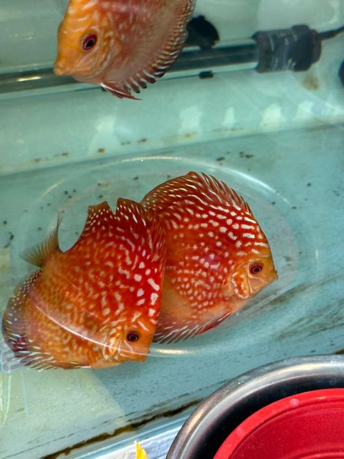 Discus vissen, Dieren en Toebehoren, Vissen | Aquariumvissen, Vis