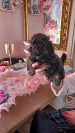 Shihpoo pups teefjes en reutjes, Dieren en Toebehoren, Parvo, Overige rassen, 8 tot 15 weken, Teef
