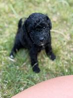 Dwergpoedel pups, dwerg poedel puppies, Dieren en Toebehoren, Poedel, Reu, CDV (hondenziekte), 8 tot 15 weken