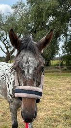 Eskadron halster blauw pony nieuw, Dieren en Toebehoren, Ophalen of Verzenden, Nieuw, Overige soorten