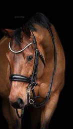 Stang en trens hoofdstel FULL, Dieren en Toebehoren, Paarden en Pony's | Hoofdstellen en Tuigage, Ophalen of Verzenden, Dressuur