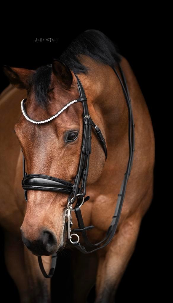 Stang en trens hoofdstel FULL, Dieren en Toebehoren, Paarden en Pony's | Hoofdstellen en Tuigage, Dressuur, Ophalen of Verzenden